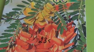 Посадка СЕСБАНИИ-комнатного цветка/