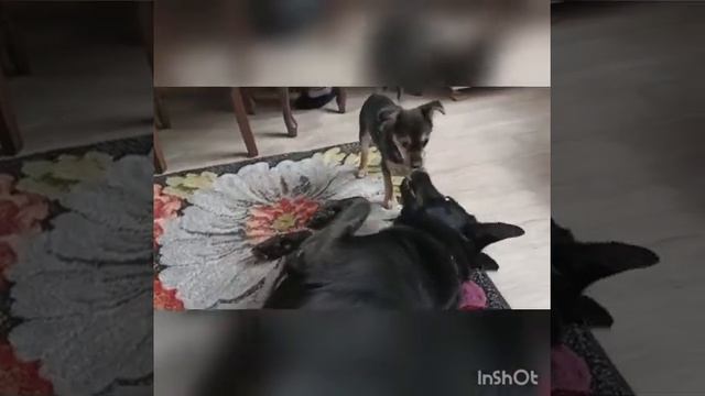 У Ляльки мой характер однозначно 