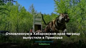 Отловленную в Хабаровском крае тигрицу выпустили в Приморье