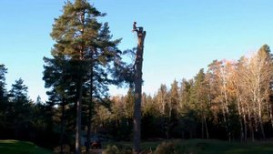 HUSQVARNA 550 XP Mark II