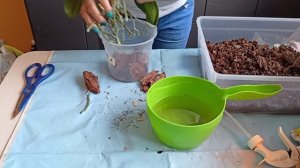 Восстанавливаем тургор листьев орхидеи фаленопсис — омолаживаем корни. Орхидея спасена !