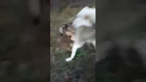 Волк против Алабая