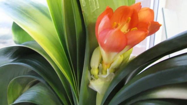 Цветёт кливия Будда - шикарный цветок! смотреть онлайн