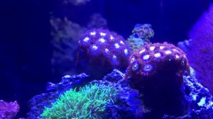 Walk around my Aquariums