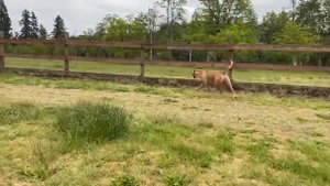 Немецкая овчарка vs Питбуль !!! German Shepherd Attacks Pitbull