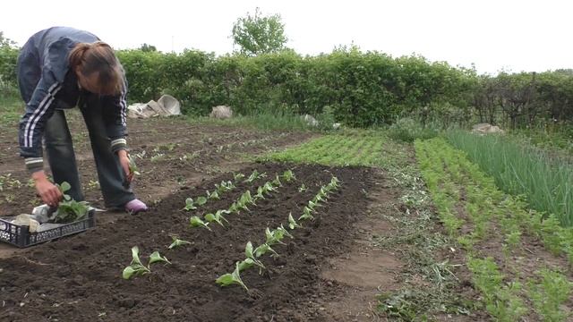 ? Посадка баклажанов в грунт рассадой