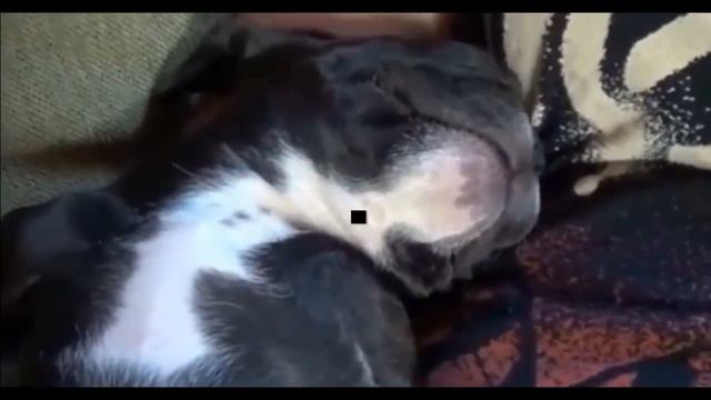 Видео о Французских бульдогах,щенки смотреть онлайн