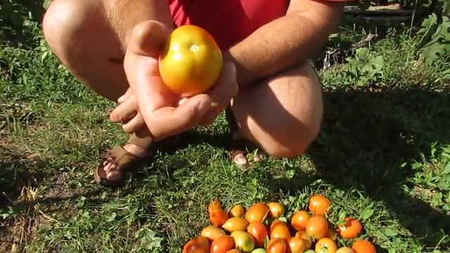 Урожай помидоров сорта "Триумф" после затяжных ливней. смотреть онлайн