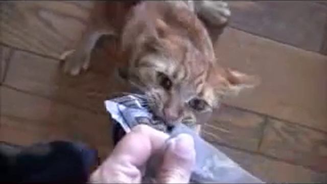 Очень смешно! смотреть онлайн