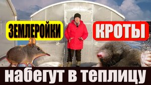Зимой в закрытую теплицу набегут кроты и землеройки