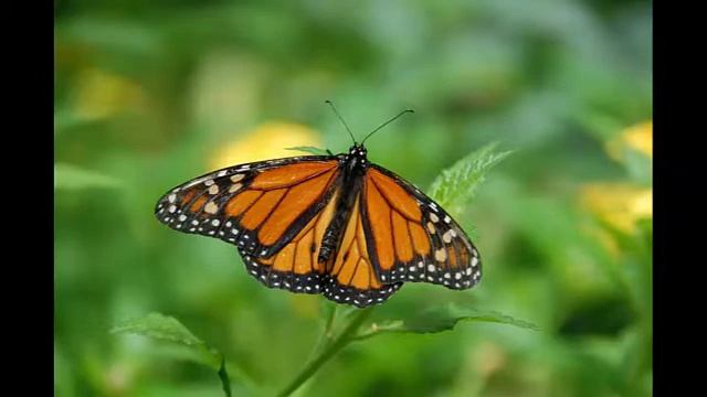 Сонник Бабочка смотреть онлайн
