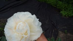 Пион GEORGE W PEYTON