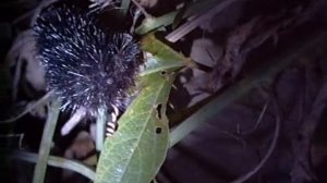 Spiky Caterpillar