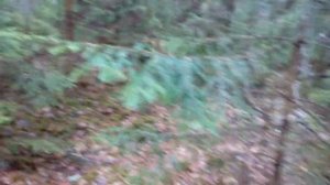 Лес в Финляндии. Работа в лесу. Forest in Finland. Work in the forest.