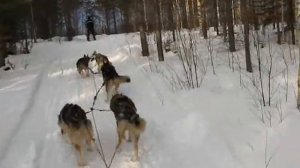 Хаски HATUNKYLÄ 3, Taiga Maja, собачьи упряжки