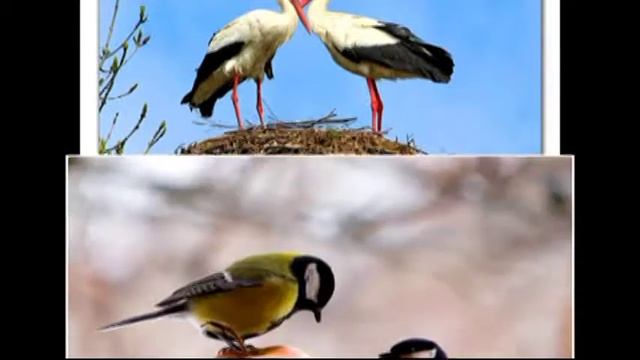 Мир пернатых смотреть онлайн