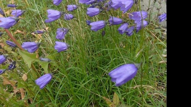 красоты северной тундры смотреть онлайн