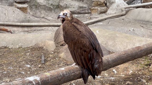 A Quick Tour of the Moscow Zoo - The Most Beautiful Zoo in Russia смотреть онлайн