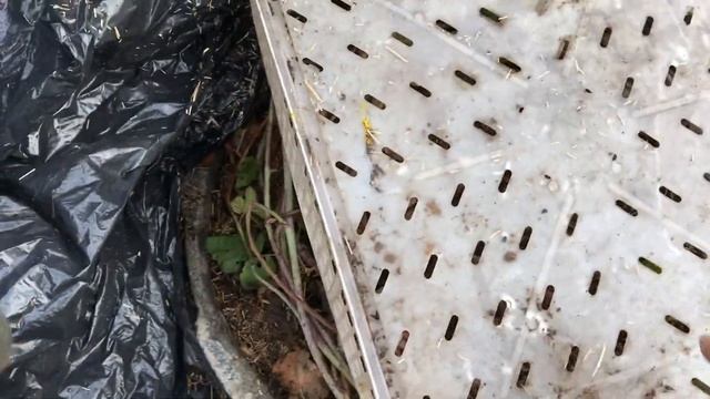 Ежемалина Тайберри - укрытие куста на зиму смотреть онлайн