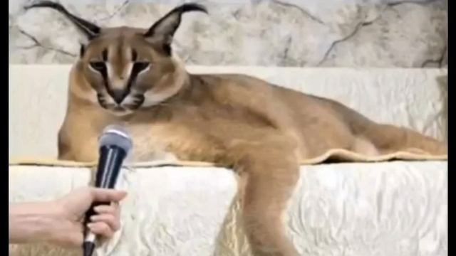 большой шлепа рассказал анекдот про новые ощущения смотреть онлайн