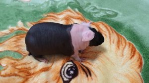 Морская свинка породы Скинни