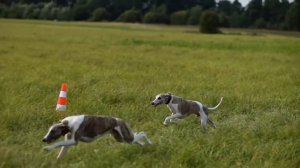 Курсинг. Собачьи бега за механическим зайцем. DogRun Тверь