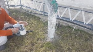 Покраска  деревьев краскопультом СТАВР. ВЕСНА 2020 Г.