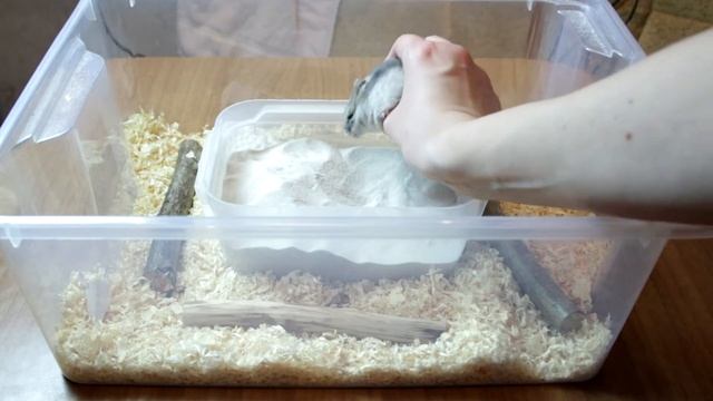 Уборка в клетке у джунгарского хомяка Моськи ? смотреть онлайн