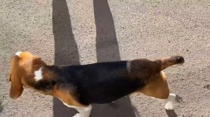 ЗАВЕЗЛИ НАШЕГО ЩЕНКА В БОЛЬНИЦУ. ВЫЖИВЕТ ЛИ  ШЕРЛОК?