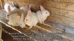 Когда отсаживать крольчат от крольчихи