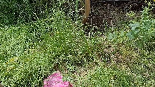 ирисы, зачаток клумбы гиппеаструмов и розы смотреть онлайн