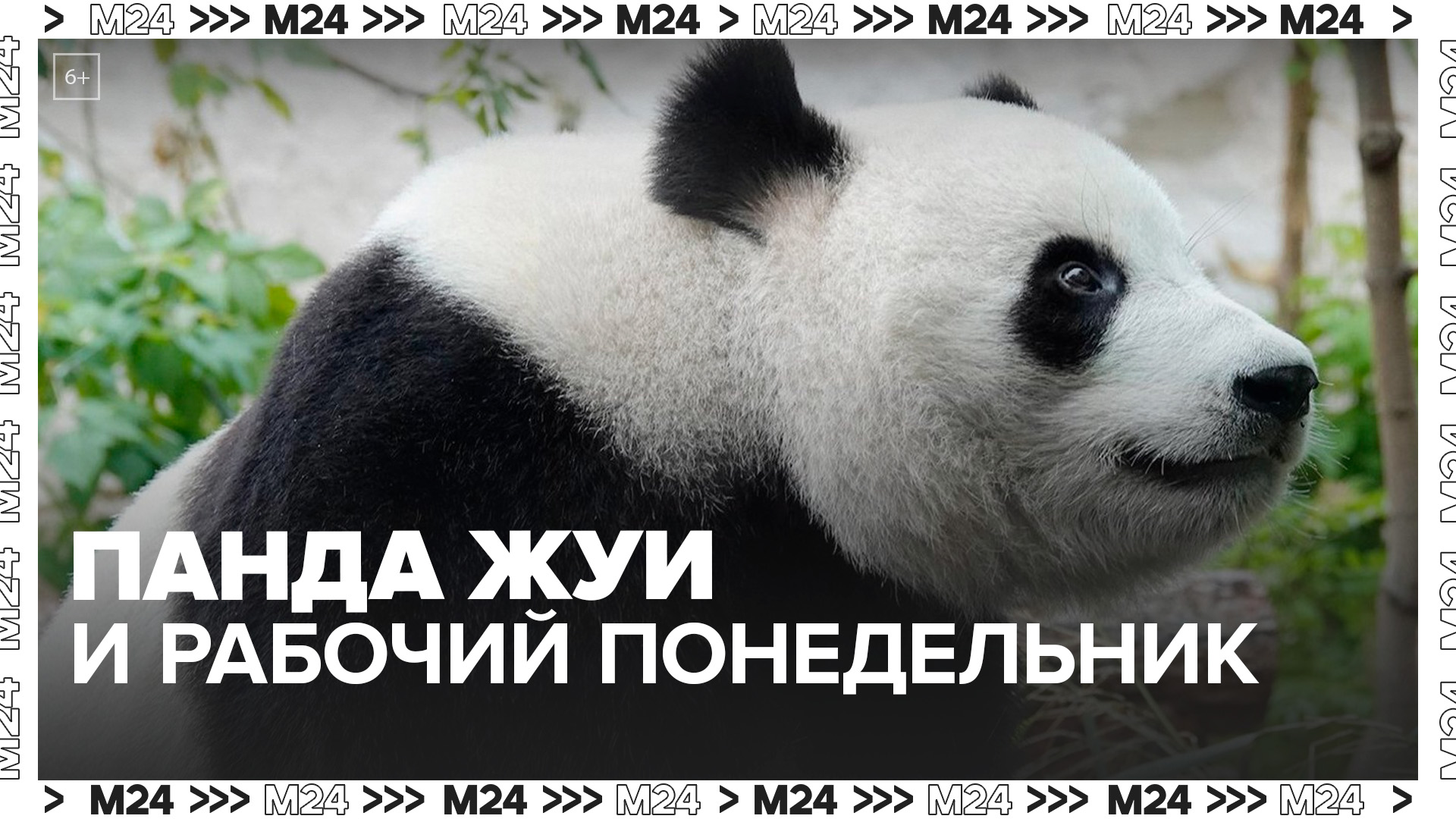 В Московском зоопарке панда Жуи продемонстрировал свое отношение к понедельнику - Москва 24