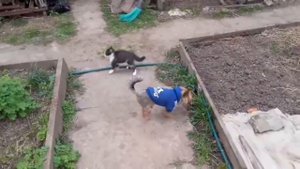Котенок играет с йоркширским терьером