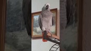 Как тигр рычит