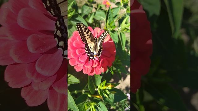 Прекрасная бабочка махаон на моих цветах - восхитительное зрелище