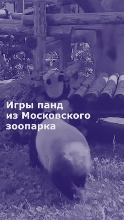 Игры панд из Московского зоопарка