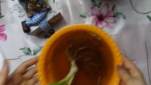 Весенние приобретение.  Как сохранить хосту до посадки