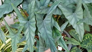 Alocasia Heterophylla cv Metallic Blue
