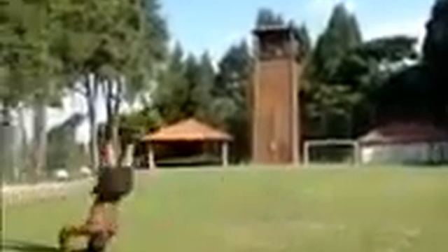 Glauber souza capoeira смотреть онлайн