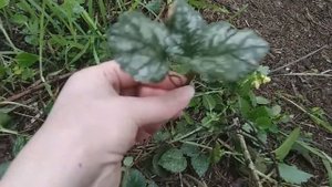Зеленчуковая яснотка: домой из леса