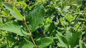 Жимолость Аврора 2023