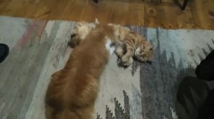 Взрослый кот сосёт кошку.