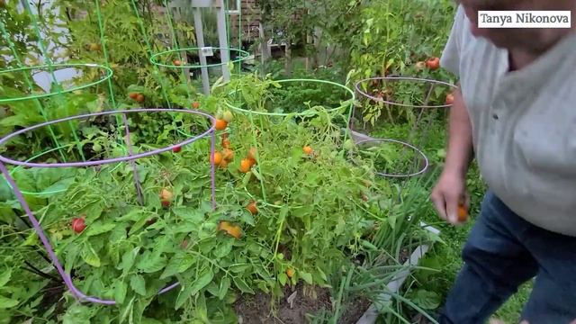 Собираем томаты на засолку. Какие сорта лучше подходят для засолки и консервирования?