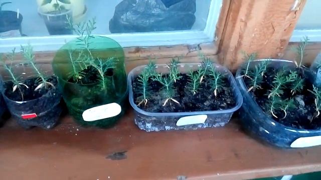 Туя из семян