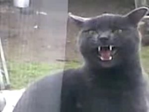 "Саня, открой!"