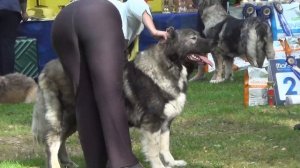 Национальная выставка кавказских овчарок 2020. Ринг суки промежуток