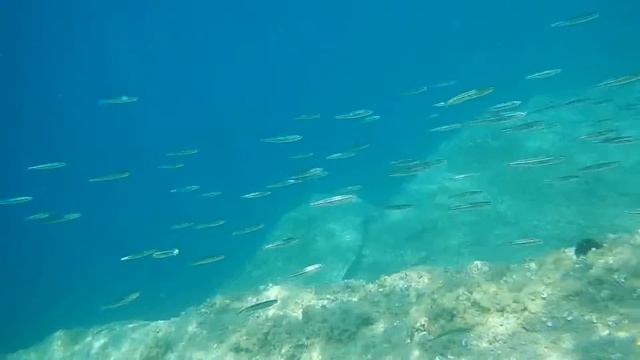 Подводная съемка Nikon AW130 смотреть онлайн