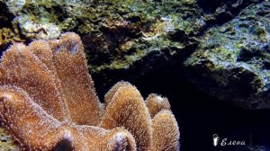 Загадки Океана .....      неразгаданные тайны .....