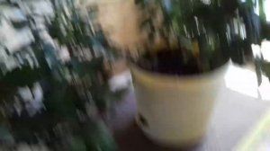 Как избавиться от тли на хризантеме...