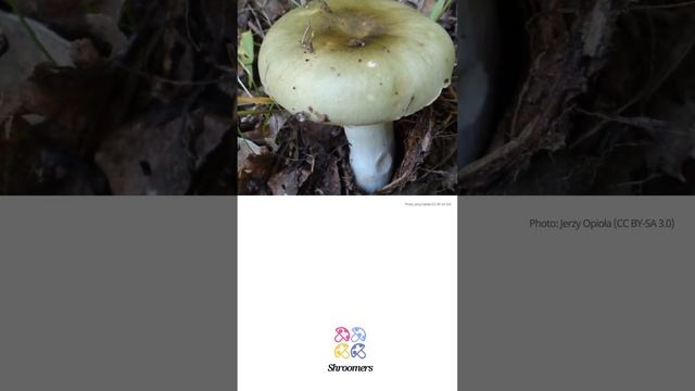 Green brittlegill (Russula aeruginea) | Lookalikes | Practical Short Profile | Shroomers